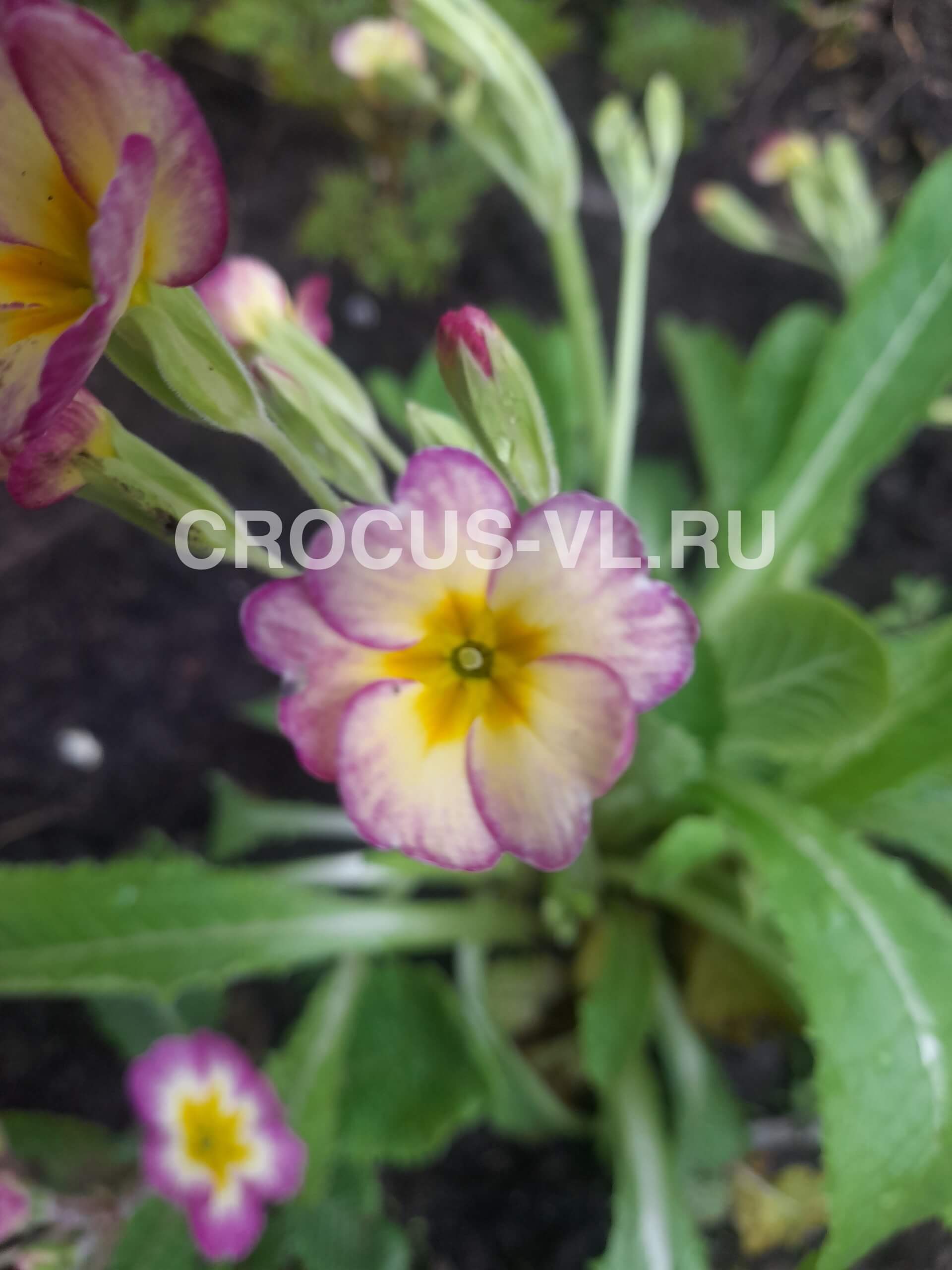 Примула высокая «Нежная»